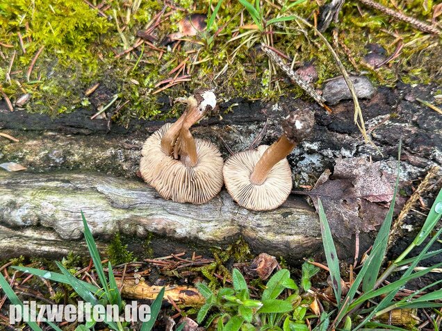 Rübenfüßiger Risspilz, Inocybe napipes
