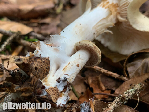 Unverschämter Ritterling, Tricholoma lascivum