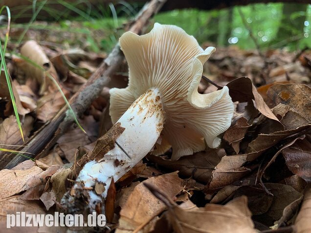 Unverschämter Ritterling, Tricholoma lascivum