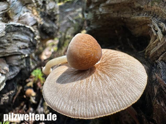 Verschiedenfarbiger Dachpilz, Pluteus plautus