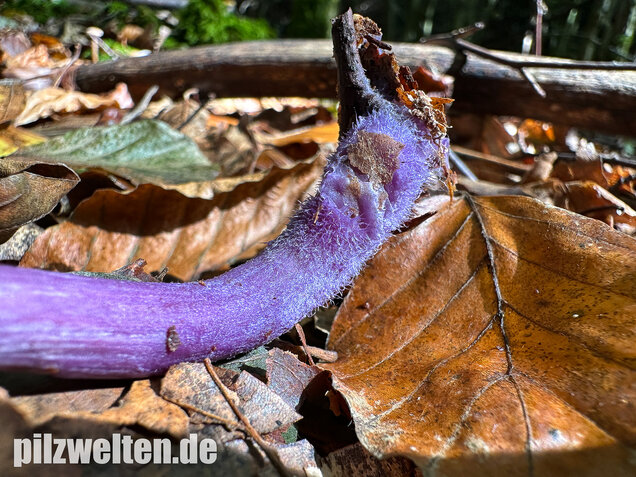Violetter Lacktrichterling, Laccaria amethystina