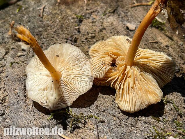 Waldfreundrübling, Gemeiner Rübling, Gymnopus dryophilus
