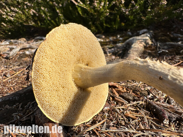 Weißer Birkenpilz, Leccinum holopus