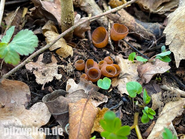 Anemonenbecherling, Sklerotienbecherling, Dumontinia tuberosa
