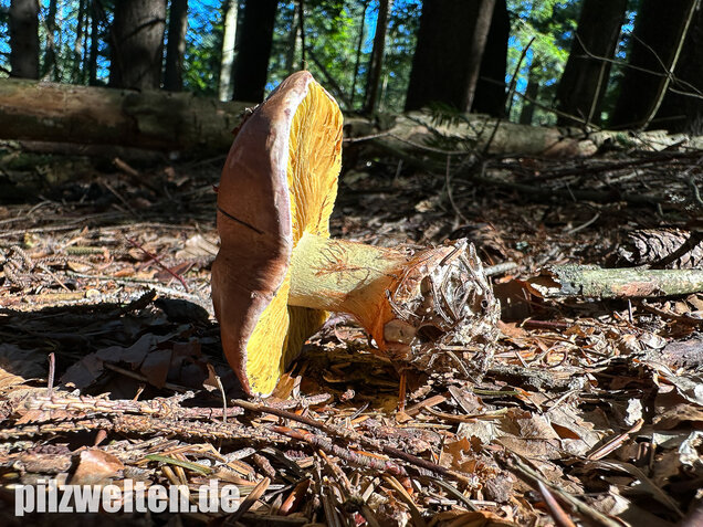 Anisklumpfuß, Cortinarius odorifer