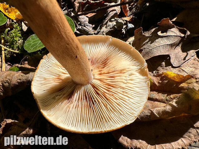 Braunschuppiger Ritterling, Feinschuppiger Ritterling, Tricholoma imbricatum