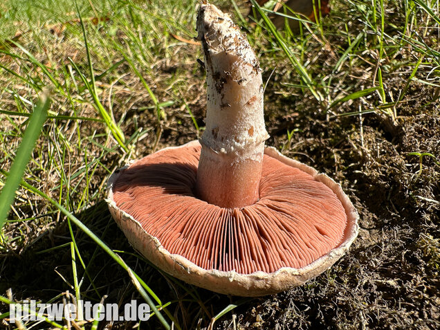 Braunschuppiger Wiesenchampignon, Agaricus moellerianus