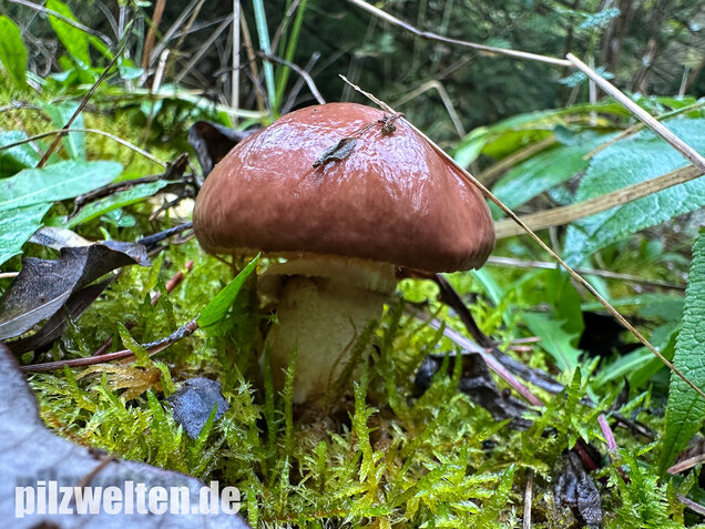 Butterpilz, Butterröhrling, Suillus luteus