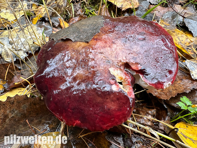 Dunkelroter Stachelbeertäubling, Russula fuscorubroides