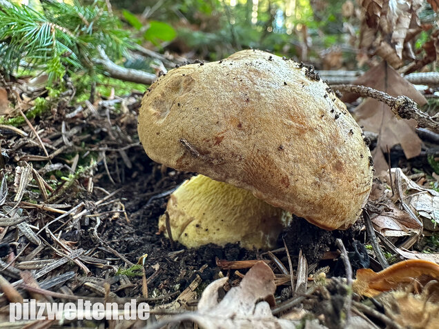 Nadelwald Anhängselröhrling, Gelber Steinpilz, Butyriboletus subappendiculatus