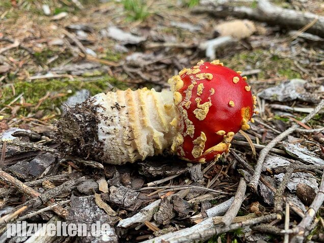 Fliegenpilz, Amanita muscaria