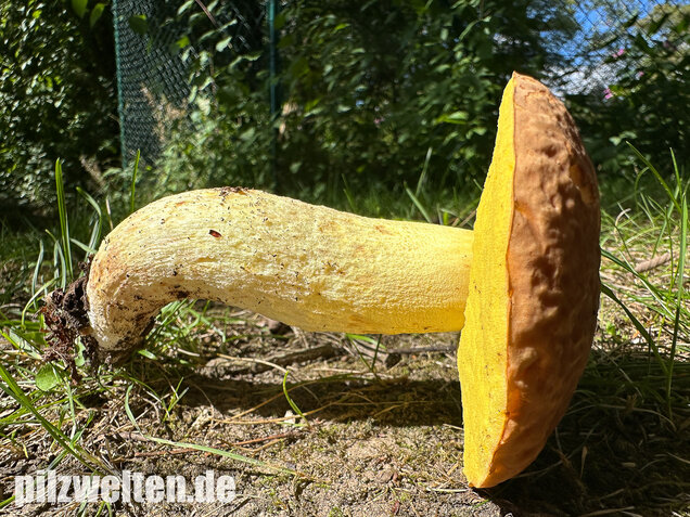 Gehämmerter Röhrling, Hemileccinum depilatum