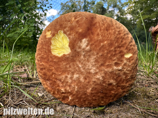 Gehämmerter Röhrling, Hemileccinum depilatum