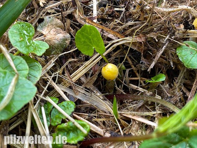 Goldmistpilz, Bolbitius titubans