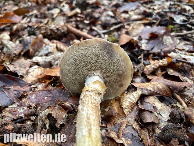 Grauer Lärchenröhrling, Suillus viscidus