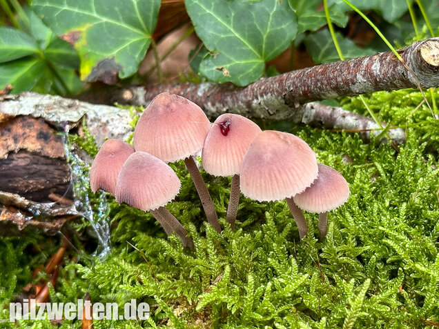 Großer Bluthelmling, Mycena haematopus