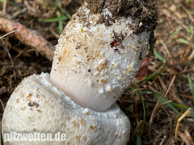 Großsporiger Riesenchampignon, Agaricus urinascens