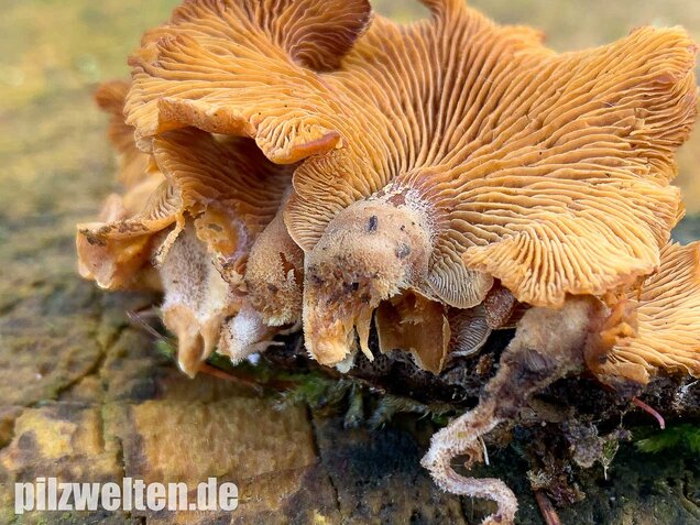 Herber Zwergknäueling, Panellus stipticus