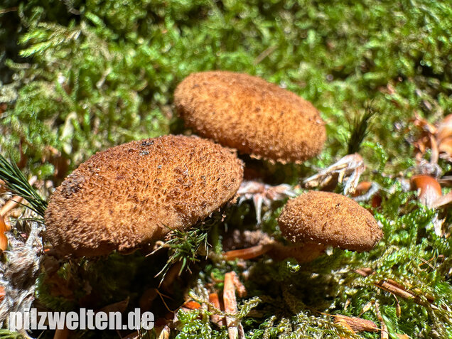 Igelschüppchenschnitzling, Phaeomarasmius erinaceus