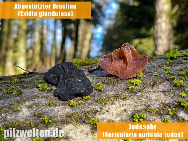 Abgestutzter Drüsling, Stoppeliger Drüslinge, Exidia glandulosa