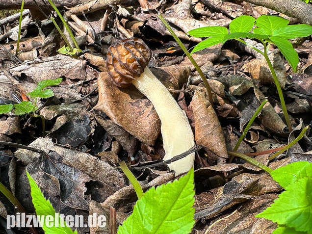 Käppchenmorchel, Morchella semilibera