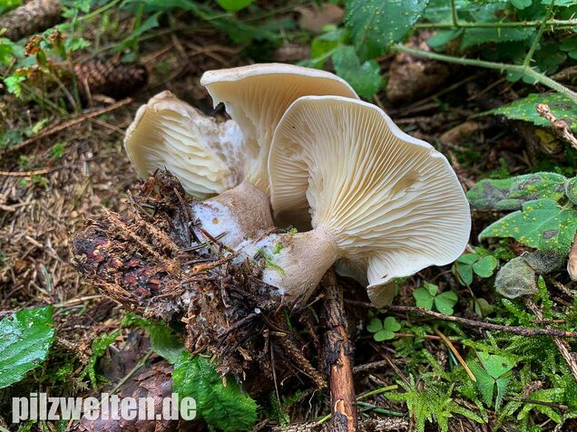 Keulenfüßiger Trichterling, Ampulloclitocybe clavipes
