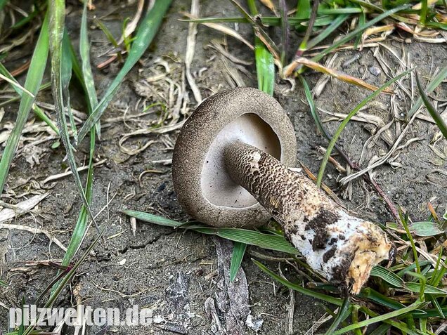 Maiporling, Lentinus substrictus