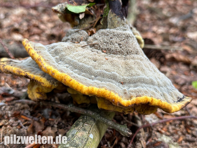 Nadelholzbraunporling, Phaeolus schweinitzii