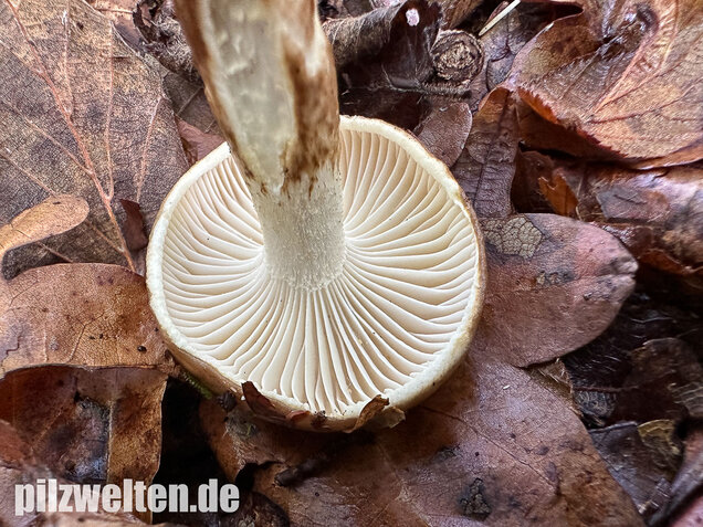 Zweifarbiger Schneckling, Olivbraungestiefelter Schneckling, Hygrophorus persoonii