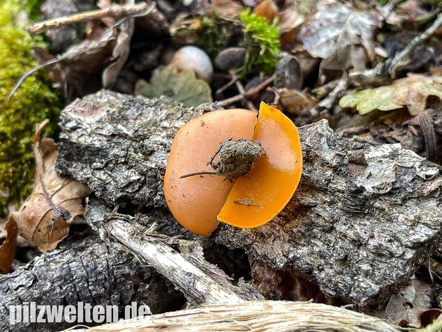 Orangebecherling, Aleuria aurantia
