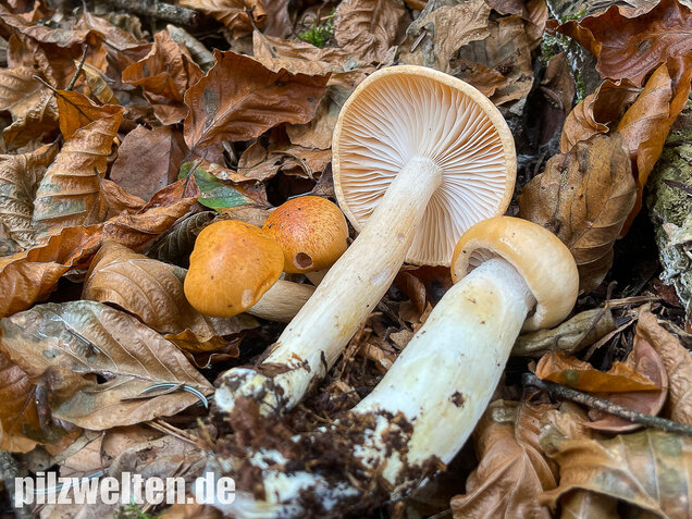 Orangeschneckling, Terpentinschneckling, Hygrophorus pudorinus