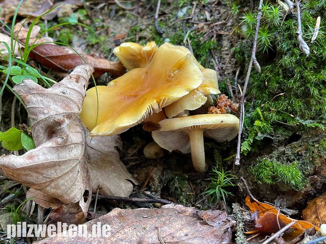 Rauchblättriger Schwefelkopf, Hypholoma capnoides