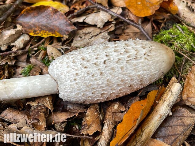 Schopftintling, Coprinus comatus