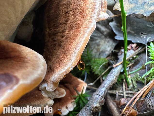 Schwarzgebänderter Harzporling, Nadelholzharzporling, Ischnoderma benzoinum