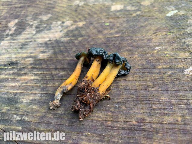 Schwarzgrünes Gallertkäppchen, Leotia viscosa
