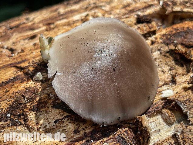 Sommer-Austernseitling, Pleurotus ostreatus forma florida