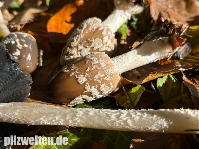 Spechttintling, Elsterntintling, Coprinopsis picacea