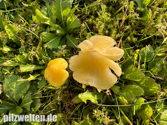 Safrangelber Saftling, Hygrocybe acutoconica