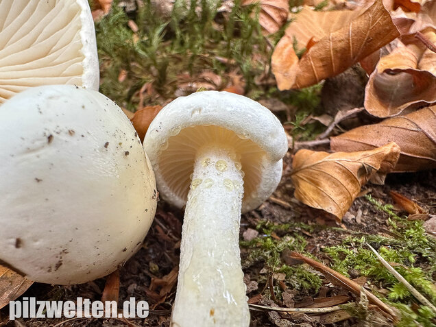 Gelbverfärbender Schneckling, Hygrophorus discoxanthus