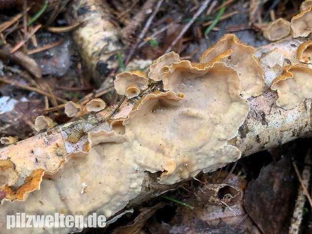 Striegeliger Schichtpilz, Stereum hirsutum