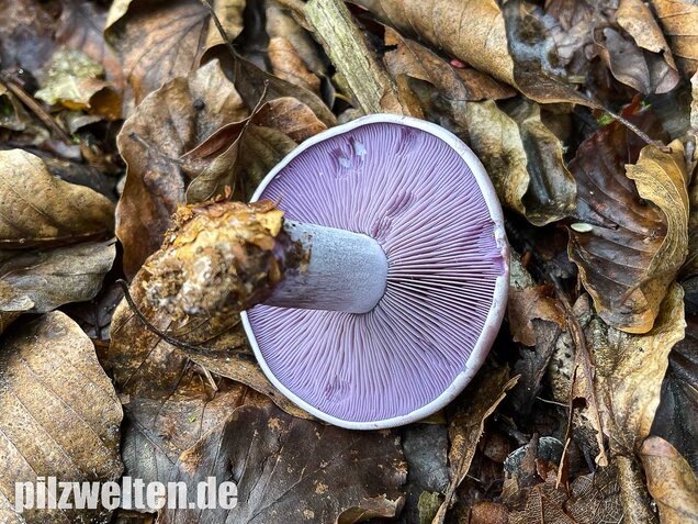Violetter Rötelritterling, Lepista nuda