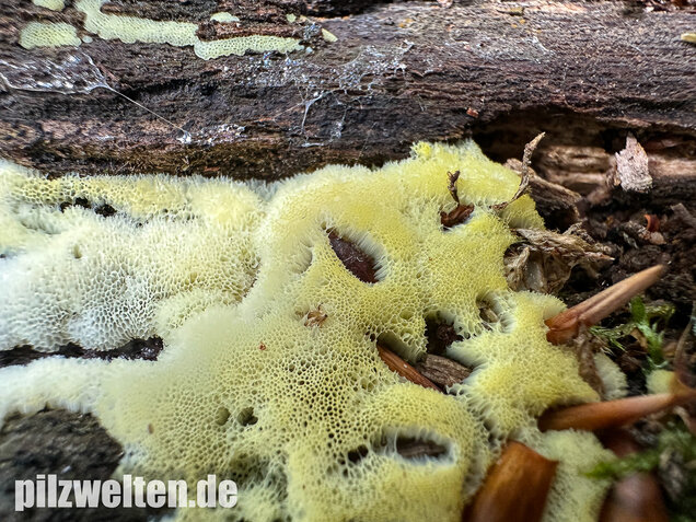 Weißgelbes Netzpolster, Ceratiomyxa porioides