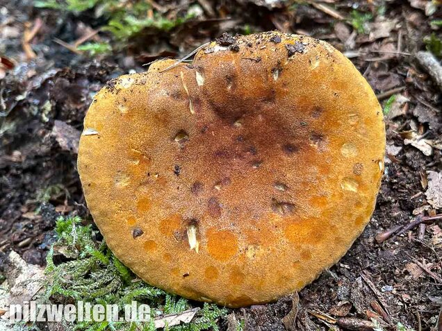 Brauner Afterleistling, Hygrophoropsis rufa