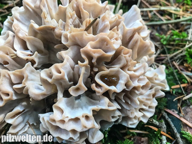 Breitblättrige Glucke, Sparassis brevipes