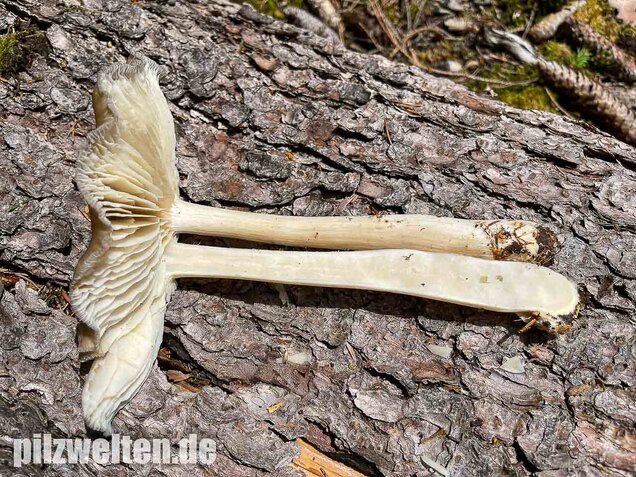 Breitblättriger Holzrübling, Megacollybia platyphylla