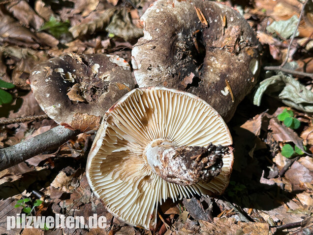 Dickblättriger Schwärztäubling, Russula nigricans
