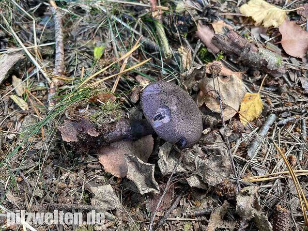 Dunkelvioletter Nadelwaldschleierling, Cortinarius hercynicus