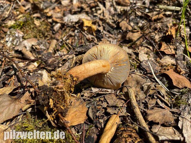 Eichenmilchling, Lactarius quietus
