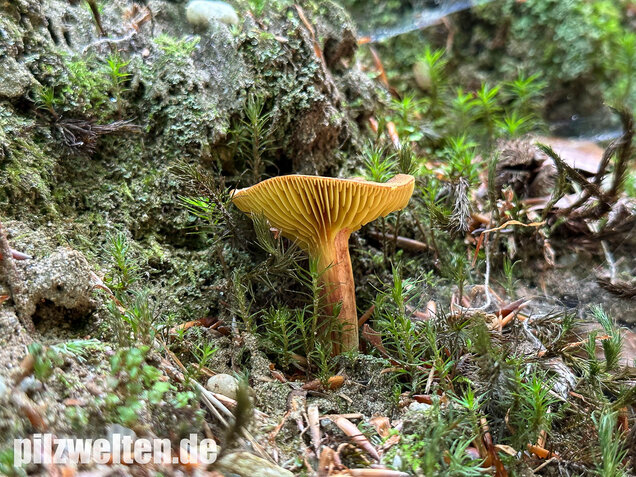 Europäisches Goldblatt, Phylloporus pelletieri