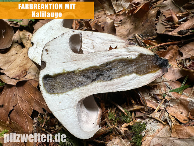 Schwarzweißer Rußporling, Boletopsis leucomelaena
